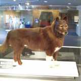 Il famoso cane Balto imbalsamato e custodito al Museo di Storia Naturale a Cleveland